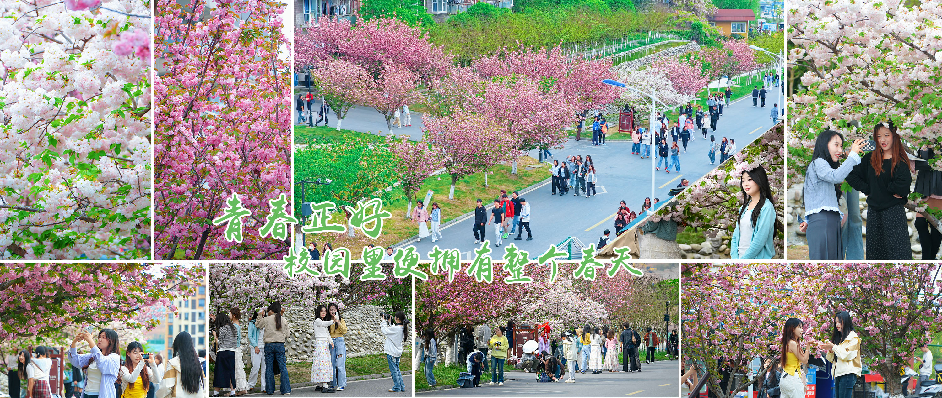 樱花